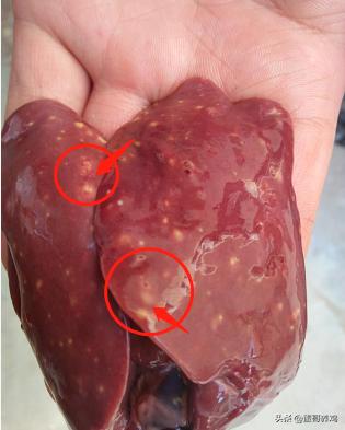 养鸡治霉菌最好最快的方法,如何防控鸡霉菌毒素