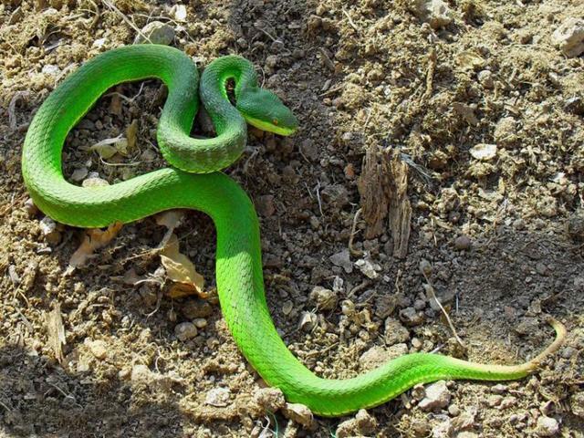 中国十大毒蛇银环蛇排名第几 (中国的毒蛇)