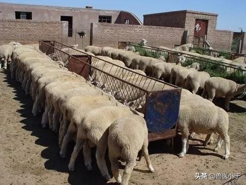羊怎么喂不会生病,羊咋喂能不剩料