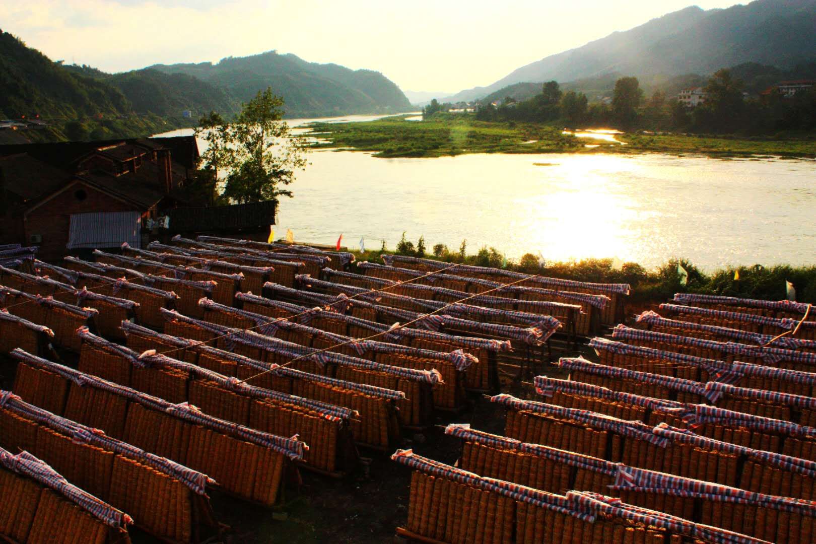 安化黑茶白沙溪千两茶直泡型,白沙溪正宗安化黑茶