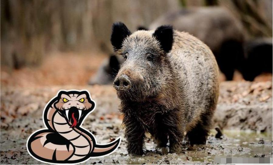 捕杀一头野猪要判多少年,野猪泛滥成灾国外的猎人捕猎野猪