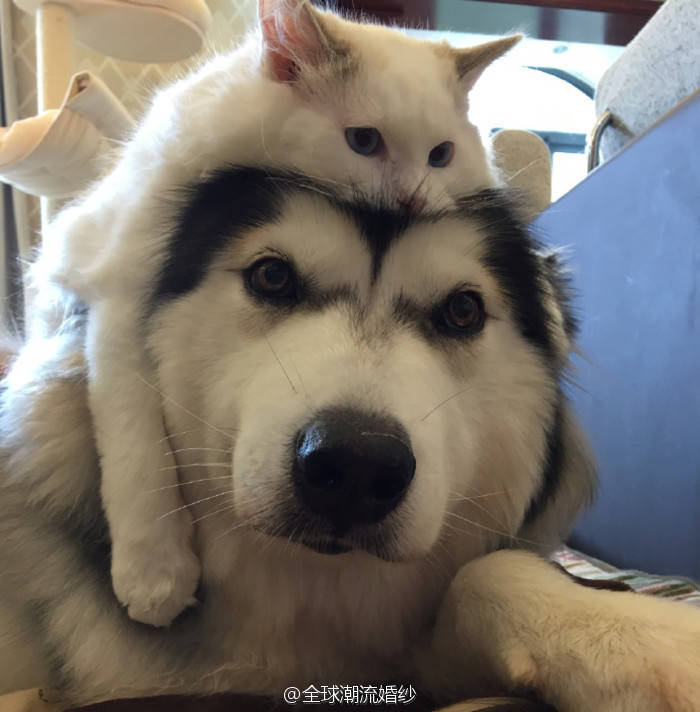 猫狗混养为啥一般都是猫打狗,猫狗第一天见面猫打狗好吗