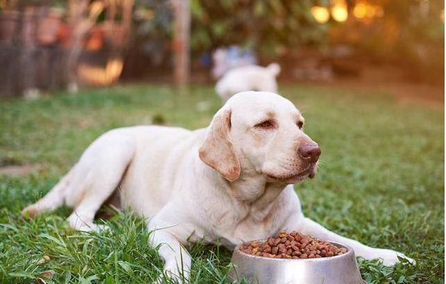 秋季狗狗发情，主人要做好这些事情