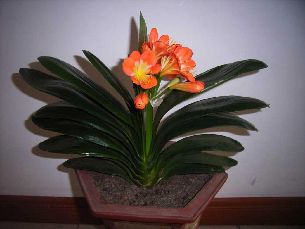 让君子兰爆小植株的方法，轻松获得多盆君子兰！