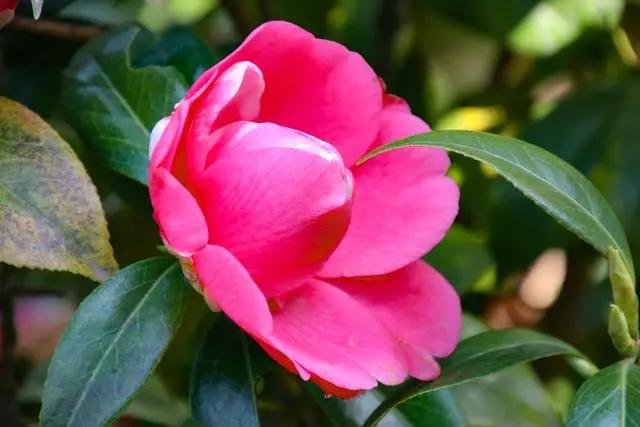 疫情过后一起来踏青吧,疫情过后一起去山花浪漫处