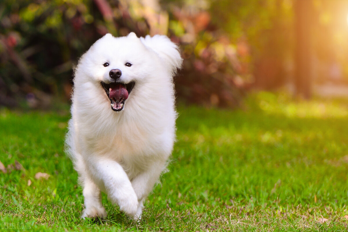 微笑天使萨摩耶剃完毛,微笑天使萨摩耶