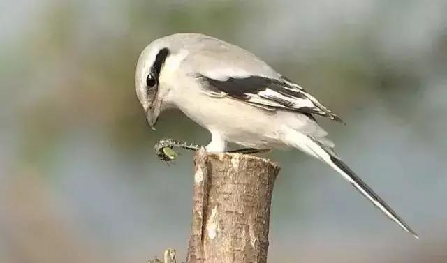 伯劳鸟饲养,没睁眼的伯劳怎样饲养