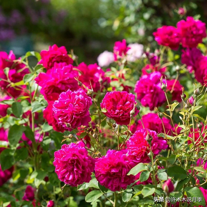 奥斯汀月季最佳品种,奥斯汀月季最好的品种
