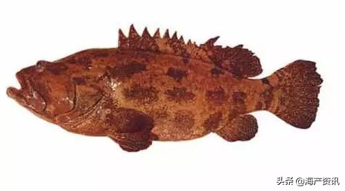 顶级海鲜鱼类大全图解,常见海鲜鱼类哪些便宜