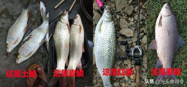 鲮鱼是土鲮吗,土鲮和泰鲮麦鲮鱼的区别