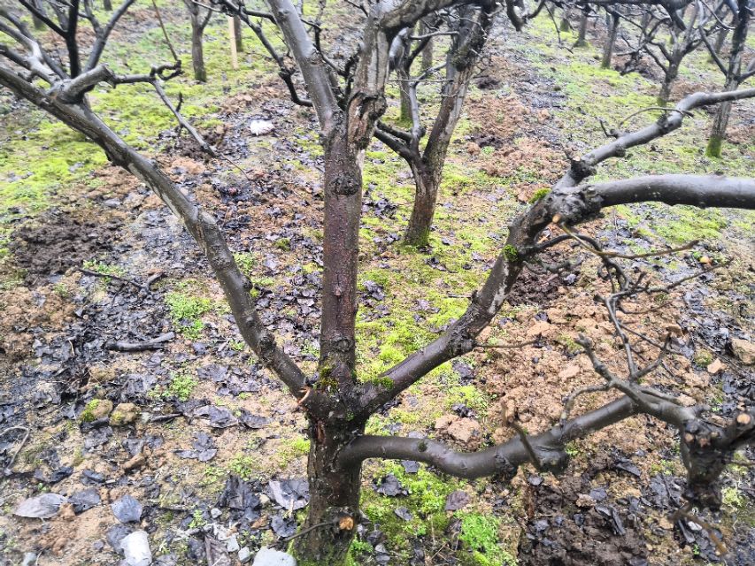 酷似酱油不是酱油，虽然古老但杀虫灭菌都不落后，替都替不了