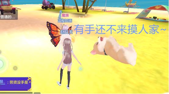 怎么才能养一只柯基犬,养柯基犬最简单的需要准备什么