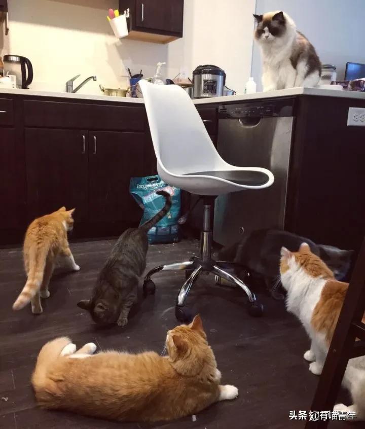 布偶猫身长四十厘米体重九斤,超级可爱的布偶猫有两万斤