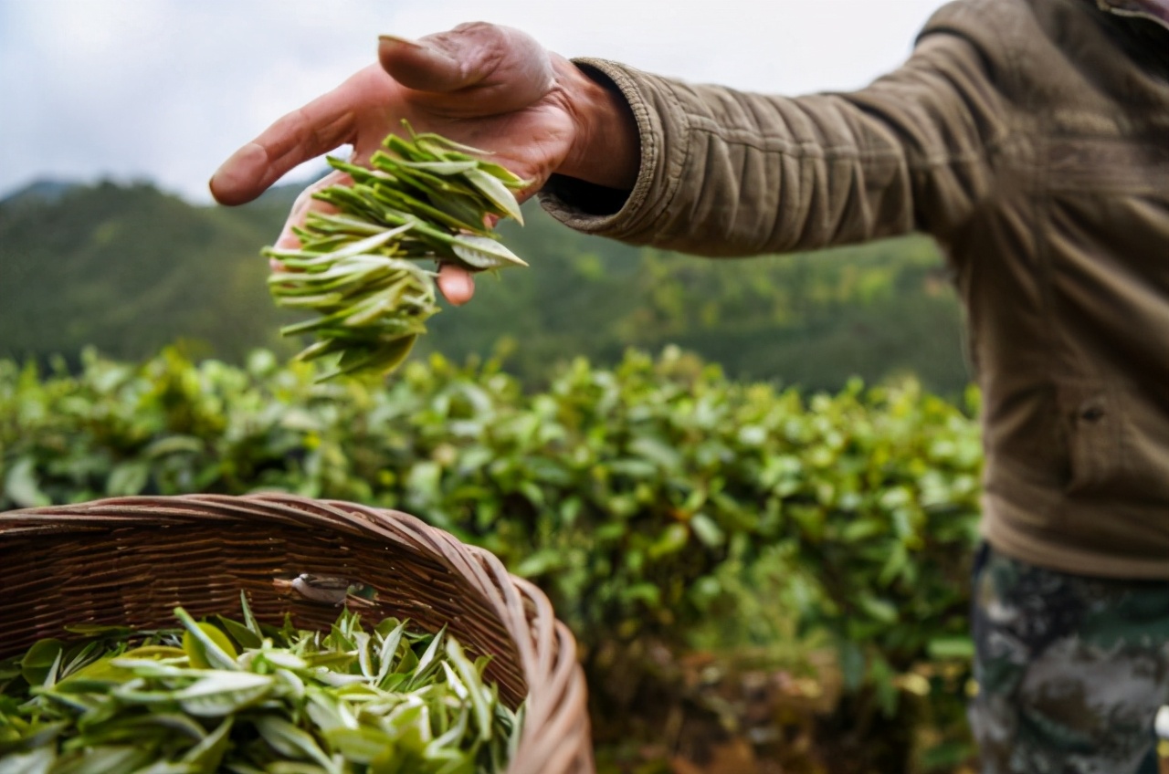 东莞茶叶库存视频,东莞7000吨茶叶