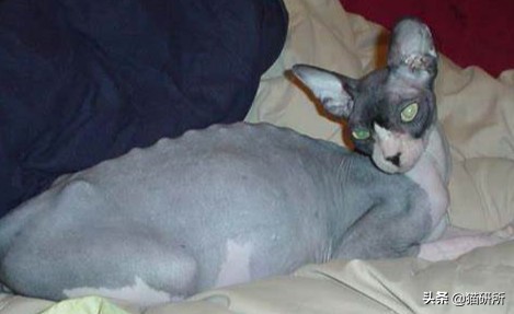 怀疑猫咪身上有虫怎么检查,怀疑猫咪中毒应做什么检查