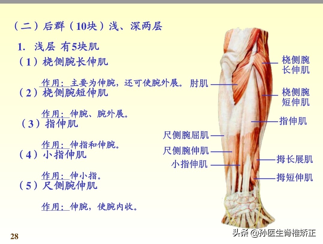 系统解剖学骨学ppt课件,解剖学基本知识ppt课件