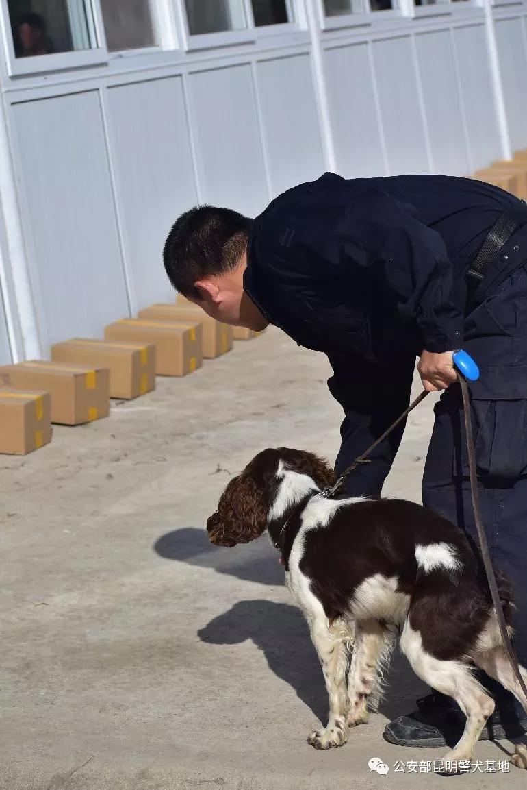 警犬金子,小警犬训练调皮视频