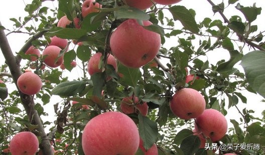 怎么给果树施肥而不伤果树,盲目施肥对果树有什么影响