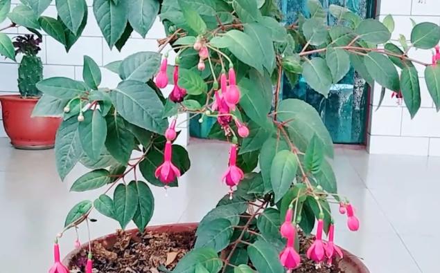 倒挂*钟金**招飞虫?花姐给你说一招,驱虫、养护两不耽误