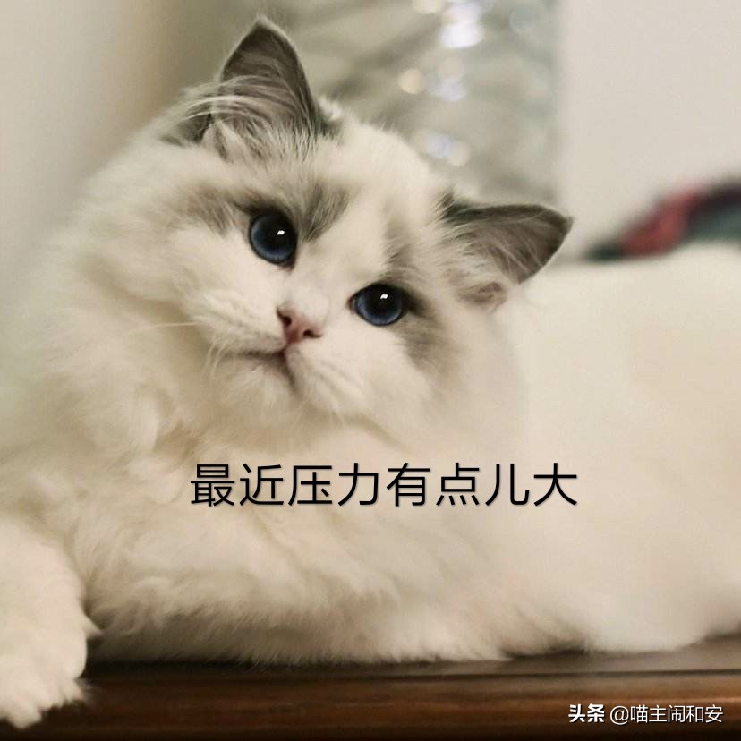 猫咪自发性膀胱炎如何预防,猫咪为什么会有自发性膀胱炎