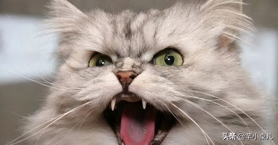 网购小羊排,羊排买回来怎么处理没有膻味