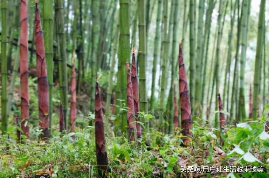 上海佘山国家森林公园日本雕像,上海佘山国家森林公园最新通告