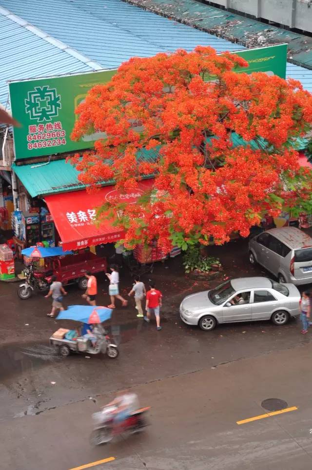 毕业季的凤凰花和栀子花,毕业季凤凰花开的时候