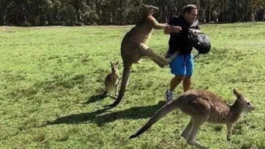 澳大利亚袋鼠真的很多吗,澳大利亚袋鼠出口袋鼠肉