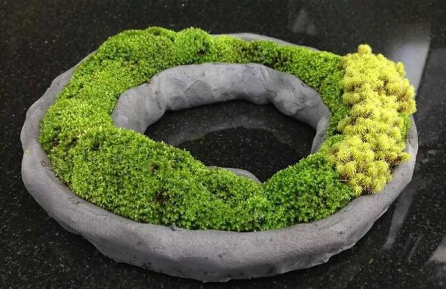 想要盆栽长得好怎么养,想养盆景先养什么品种