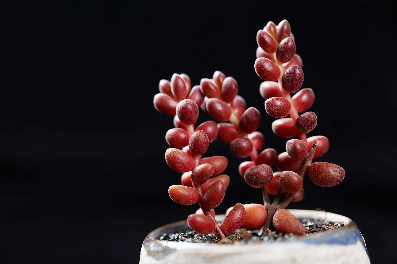 100种常见多肉植物图鉴收藏,1000种多肉植物图鉴及名字