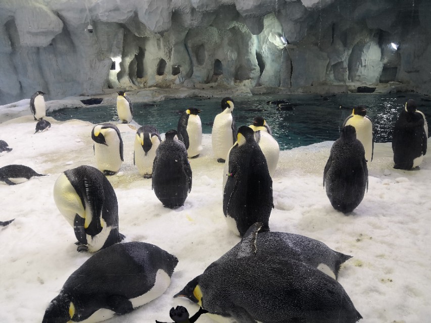 旅游珠海长隆海洋王国,畅游珠海长隆海洋王国