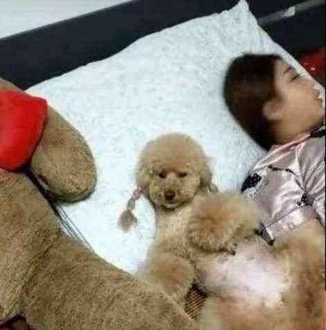 泰迪犬可以在卧室睡么,怎么让泰迪犬睡觉