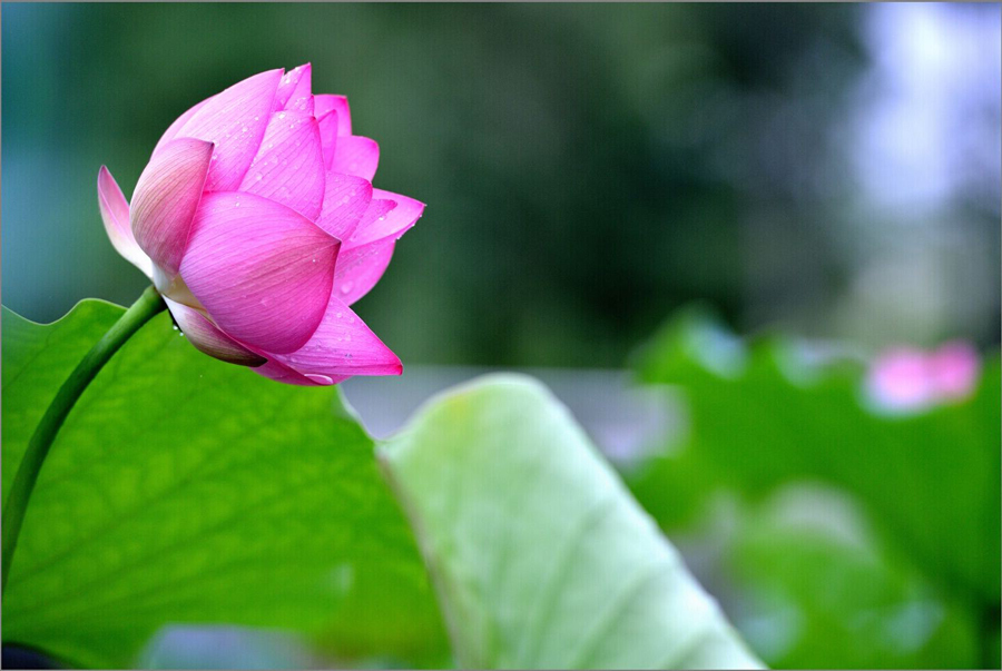 鹤城印象荷花图片,鹤城区看荷花