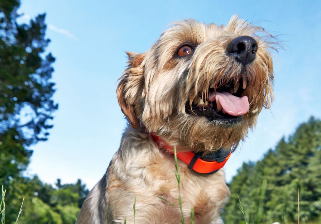 哪些行为会导致狗狗死亡,什么疾病会让狗狗突然死亡