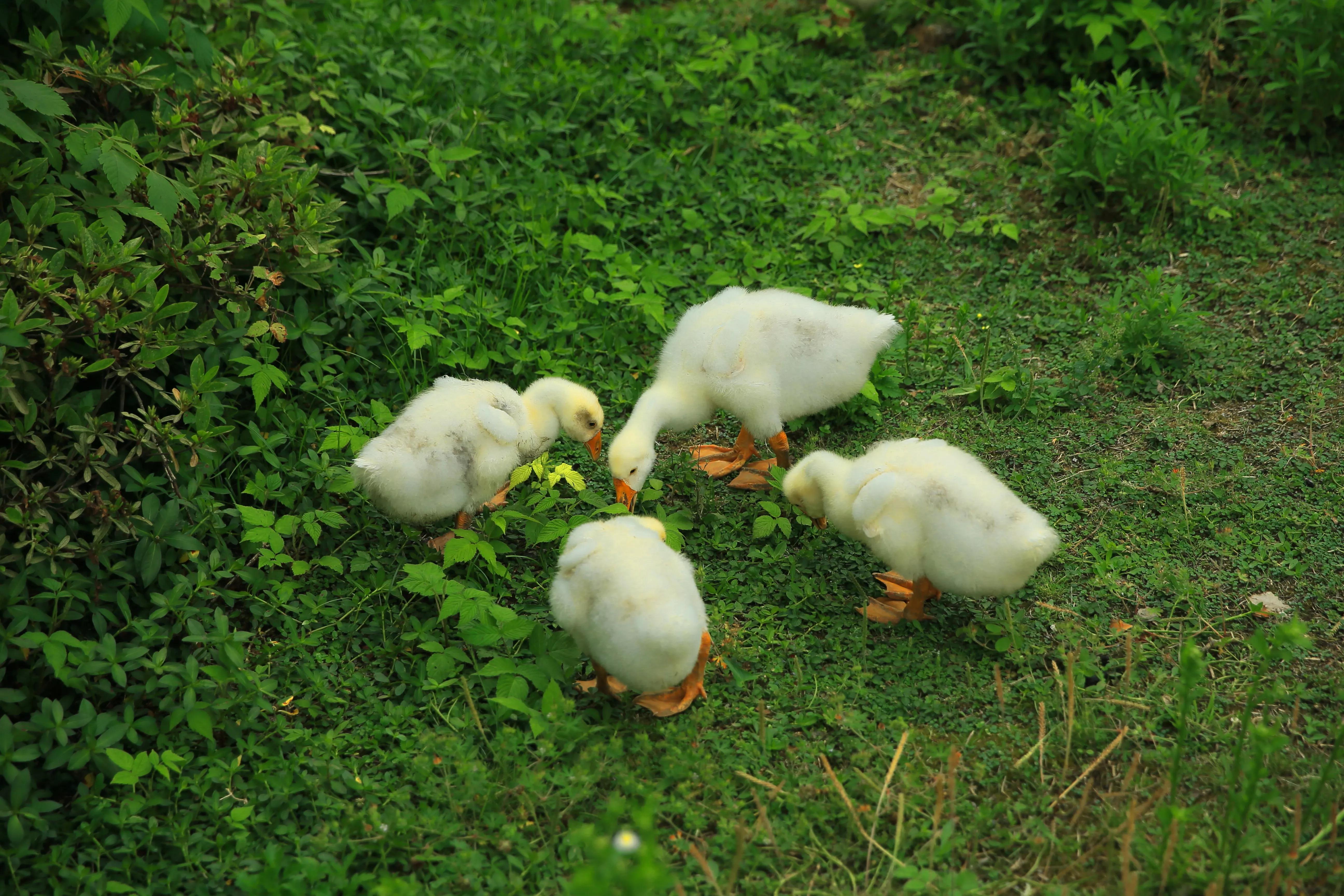 世凹桃园,世凹桃源图片