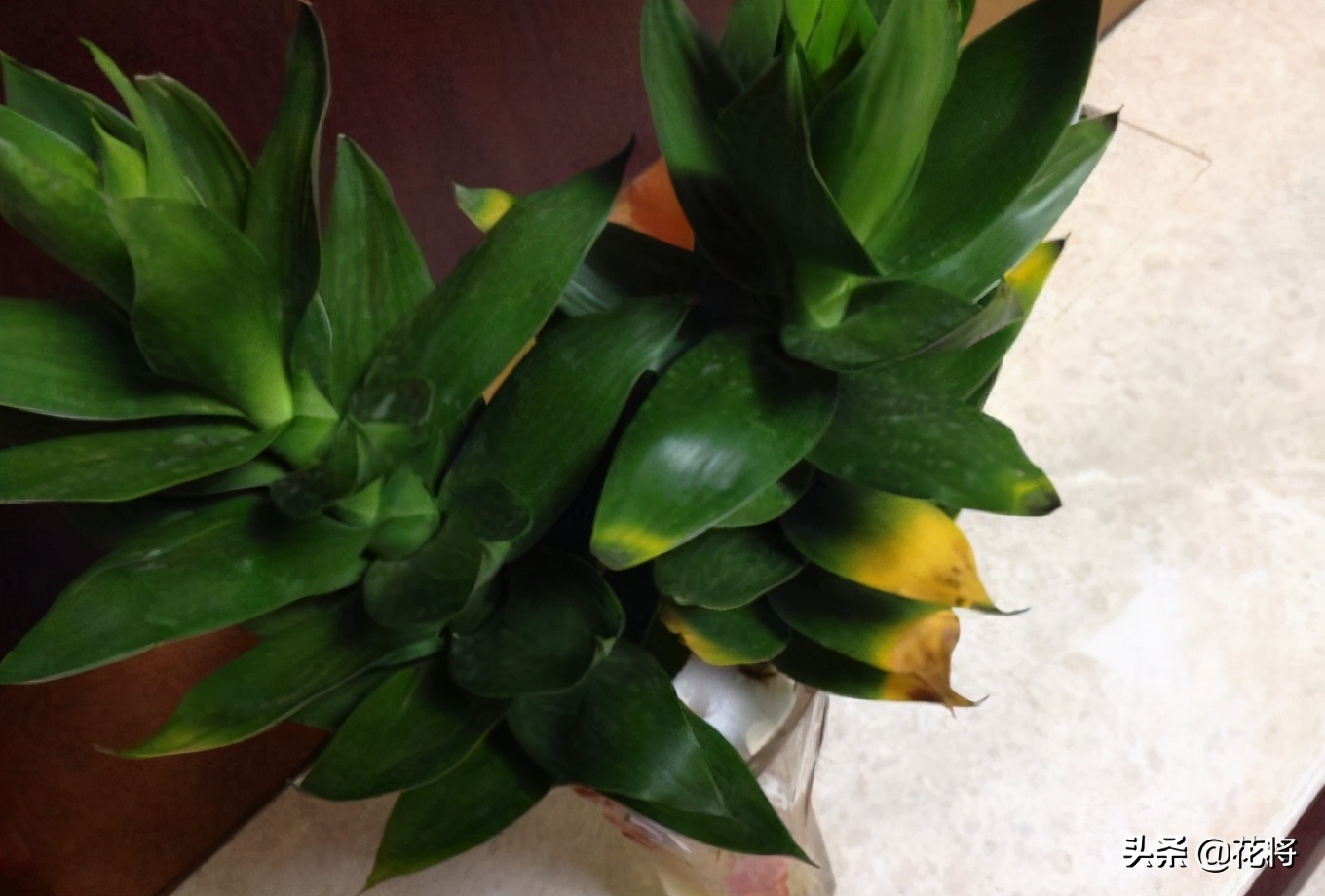 文竹叶子发黄怎么办,观音竹叶子发黄怎么办啊