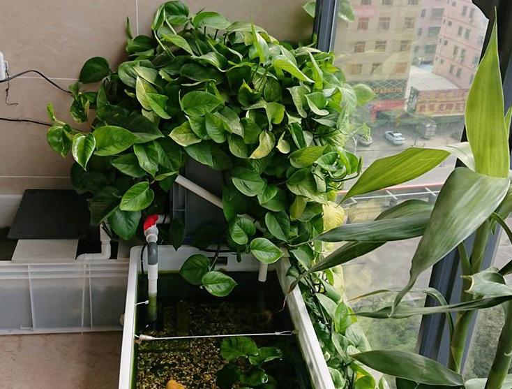水池下面可以养绿萝吗,飘窗鱼缸里养绿萝