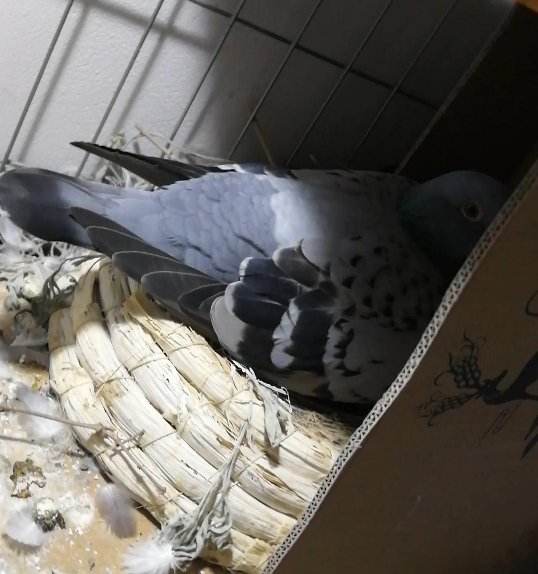 热爱赛鸽养鸽之路不易,养鸽爱鸽人