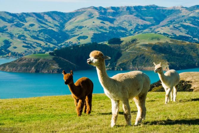 新西兰留学入境最新攻略,出国留学干货