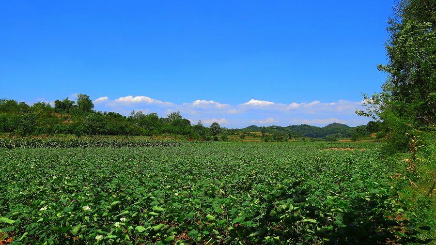 棉蚜的防治,蚜虫棉蚜