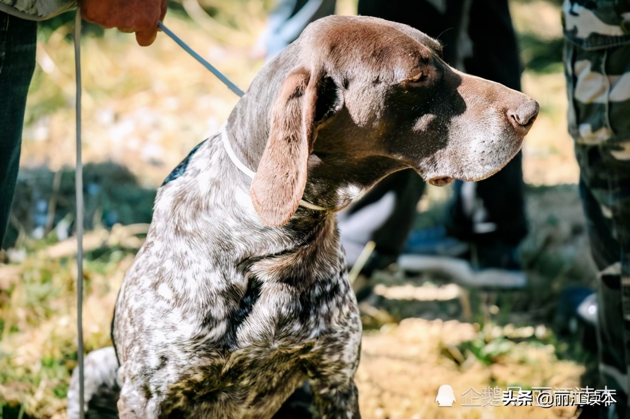用鹰捕猎,用老鹰捕猎