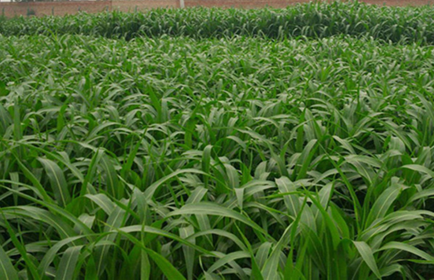 种地技术和养殖技术,农民种地不容易选对品种是关键