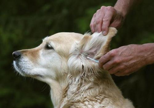 狗狗身上没味吗,狗狗身上有油不洗干净