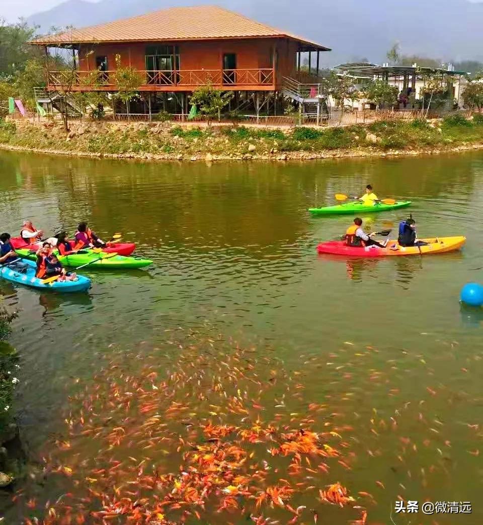 清远鹅汤圆,清远过年哪里免门票