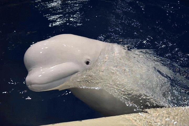 珠海长隆烟花灯光秀视频,今天珠海长隆烟花秀时间