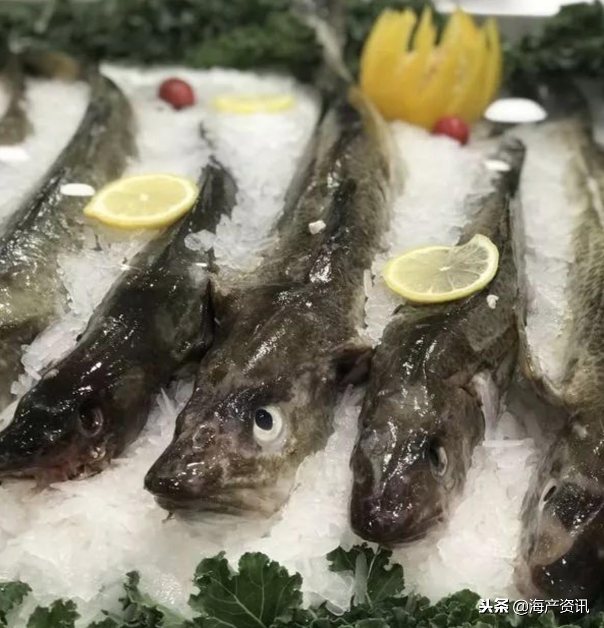 挪威冰冻北极鳕鱼清蒸视频,冰鲜挪威大西洋鲑鱼三文鱼