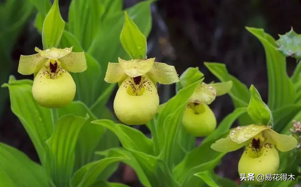 国家二级黄花杓兰,黄花杓兰与西藏杓兰