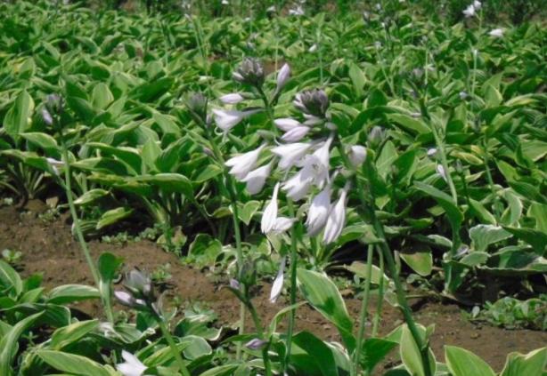 家里窗台阳光强适合养什么绿植,家里室外养花怎么摆放最好