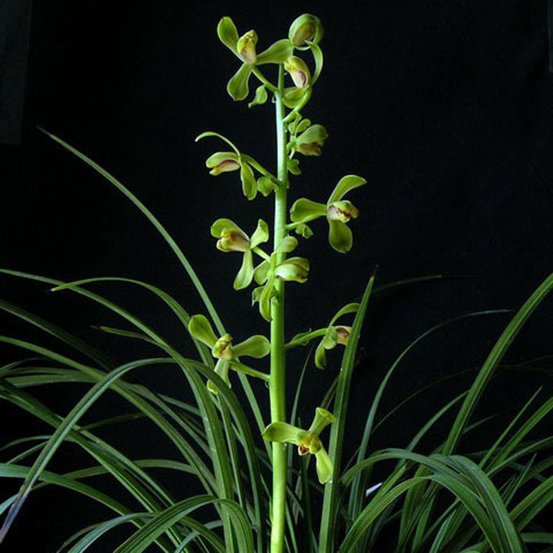 蕙兰怎么养出花苞,蕙兰长花苞怎样养护