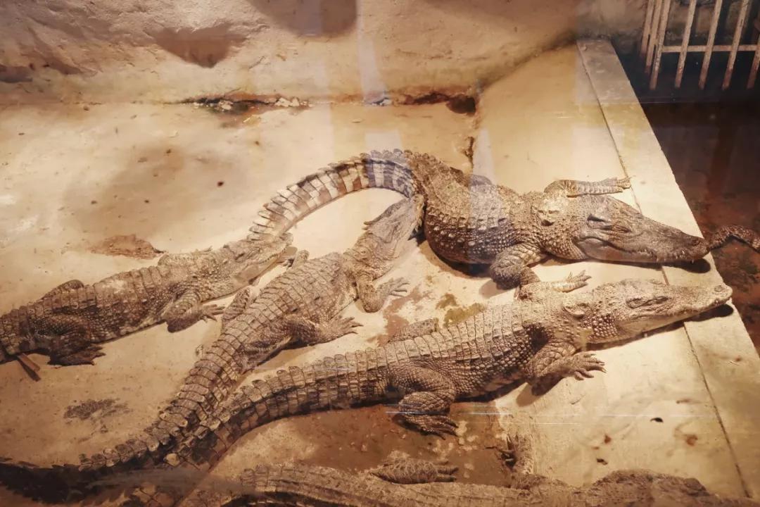 在动物园散步才是正经事|暴走福州